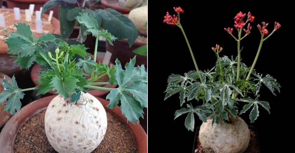 Jatropha cathartica (Berlander’s Nettlespurg)