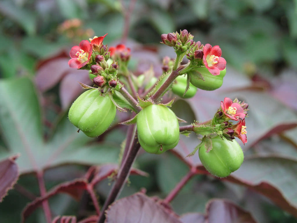 Jatropha gossypiifolia (Bellyache Bush)