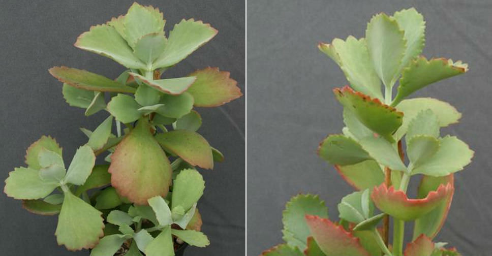 Kalanchoe longiflora (Tugela Cliff-Kalanchoe)