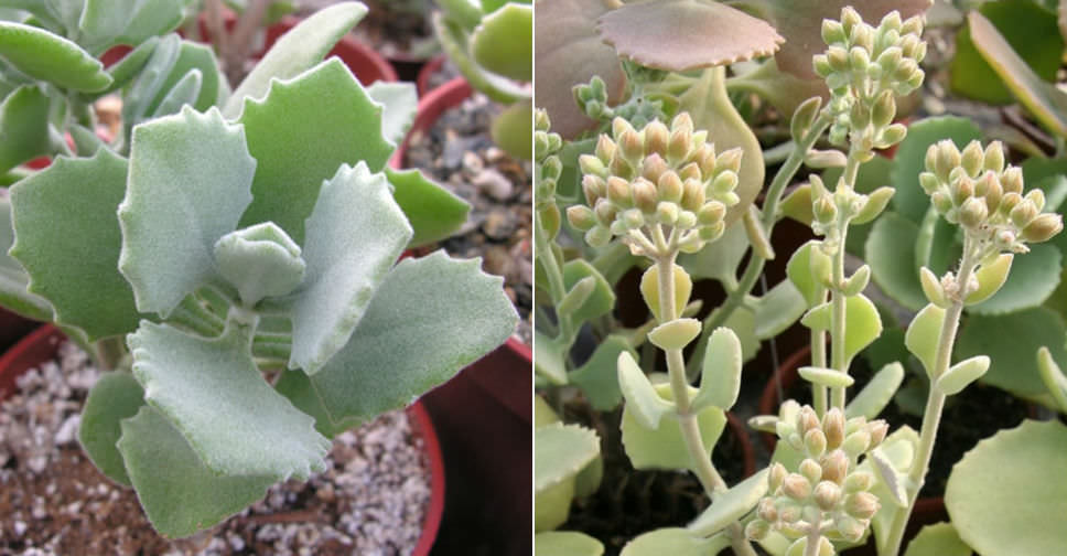 Kalanchoe millotii (Millot Kalanchoe)