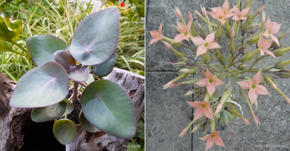 Kalanchoe nyikae