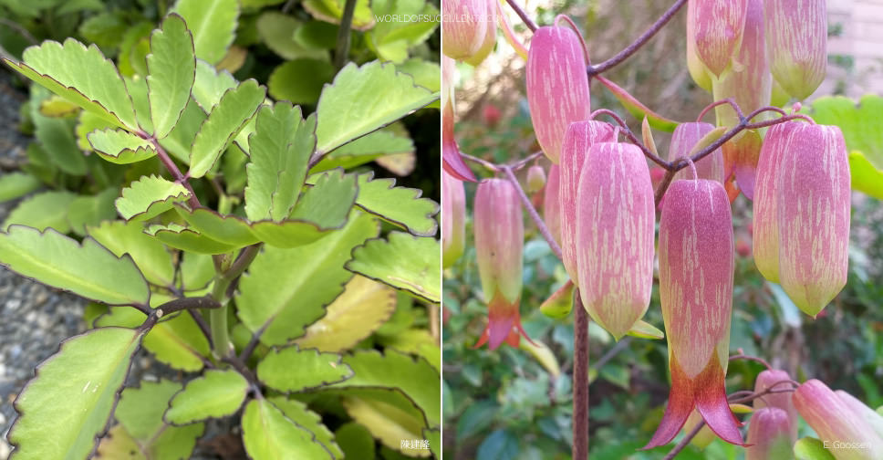 Kalanchoe pinnata (Cathedral Bells)