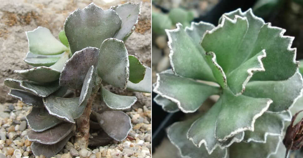 Kalanchoe rhombopilosa var. viridifolia