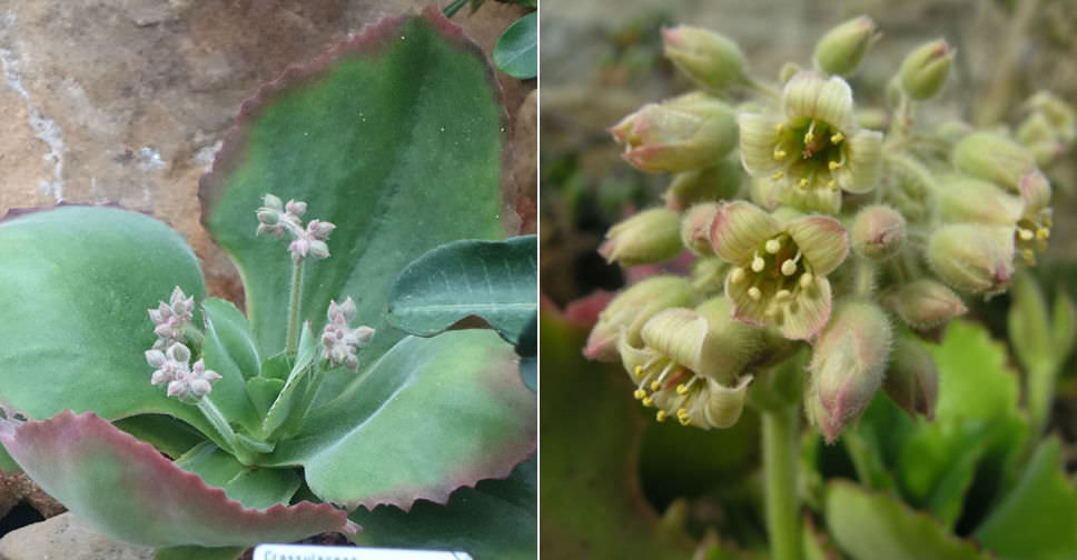 Kalanchoe tetraphylla