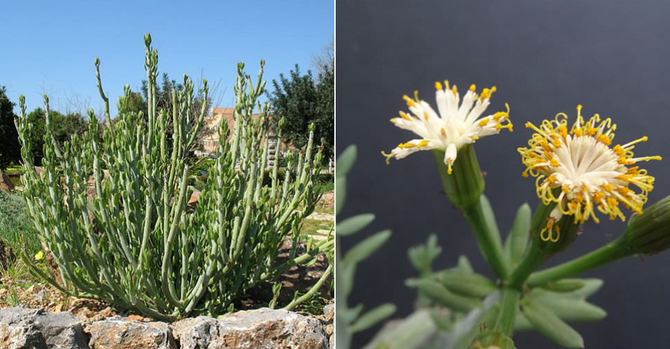 Kleinia anteuphorbium (Swizzle Sticks)