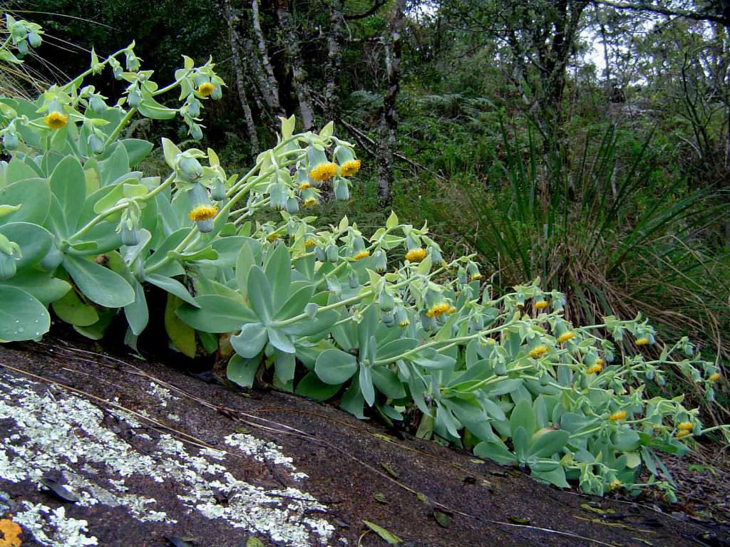 Kleinia chimanimaniensis