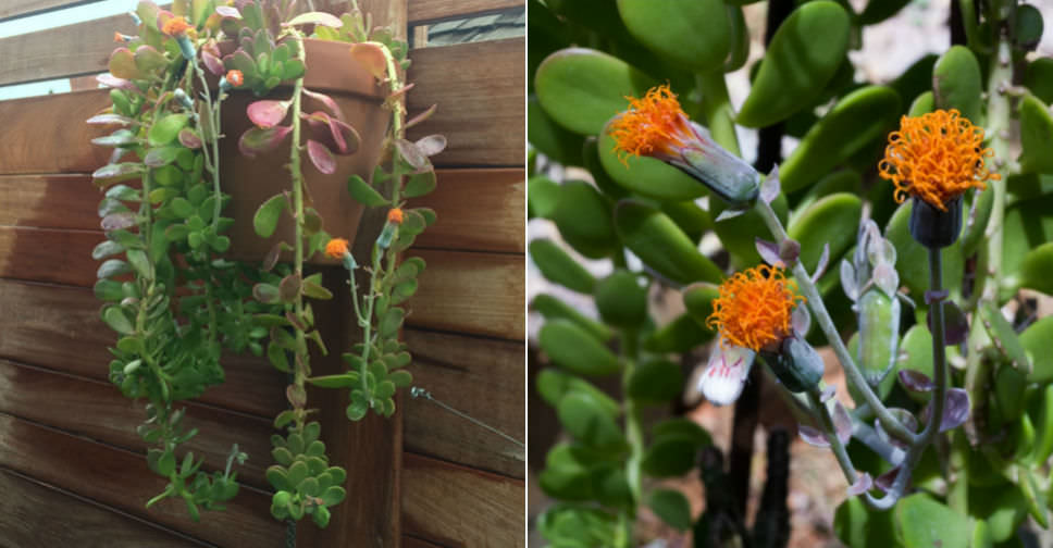 Kleinia petraea (Trailing Jade)