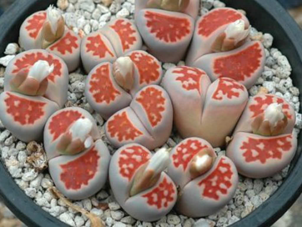 Lithops karasmontana ‘Top Red’