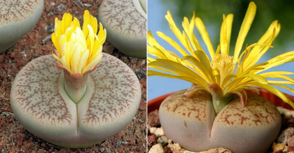 Lithops pseudotruncatella (Truncate Living Stone)