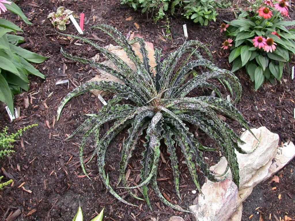 Manfreda undulata ‘Chocolate Chips’ (False Agave)