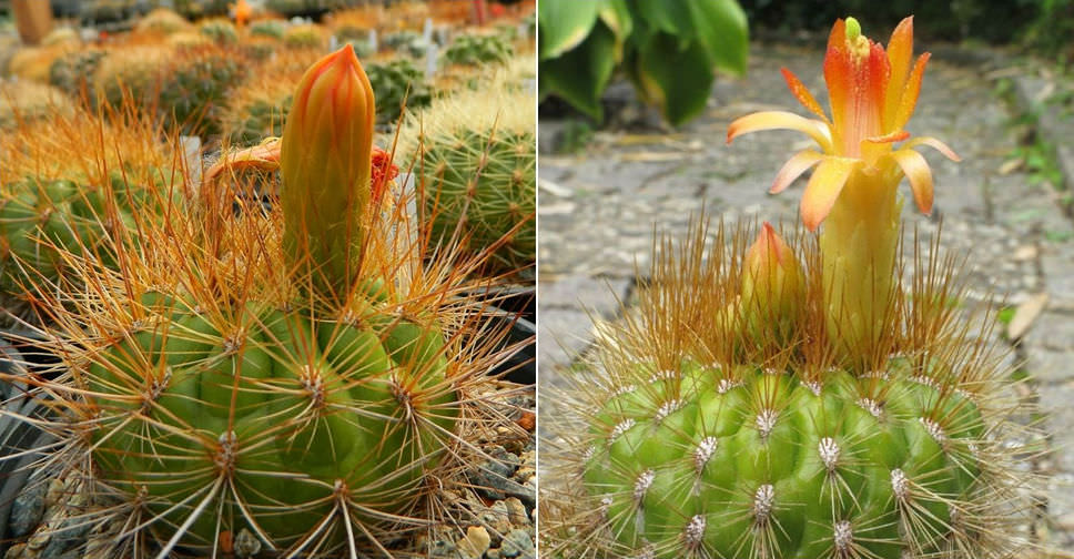 Matucana aurantiaca (Orange Matucana)