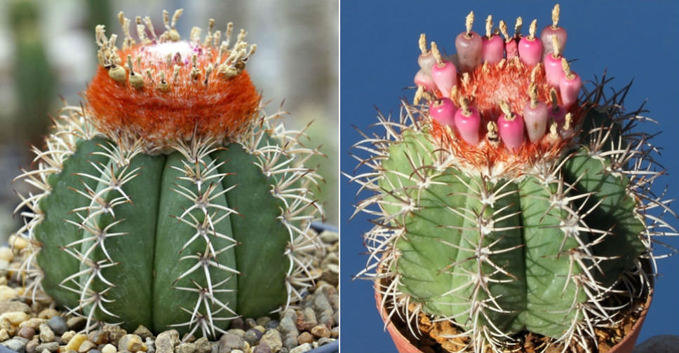 Melocactus matanzanus (Dwarf Turk’s Cap Cactus)