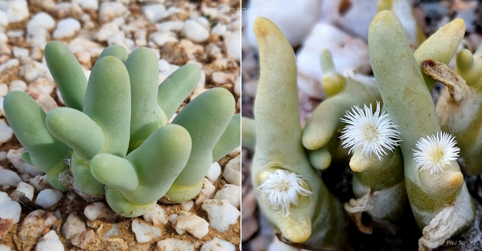 Mesembryanthemum digitatum (Finger-and-thumb Plant)