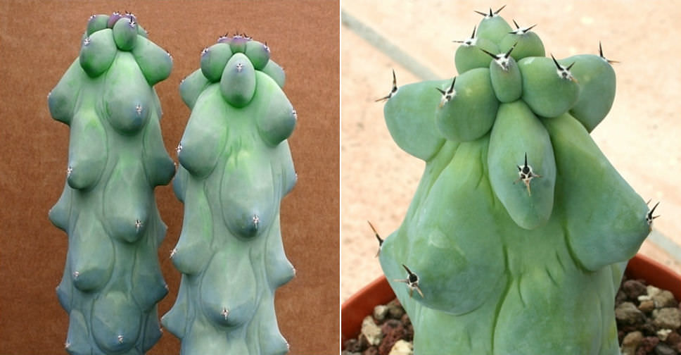 Myrtillocactus geometrizans ‘Fukurokuryuzinboku’ (Breast Cactus)