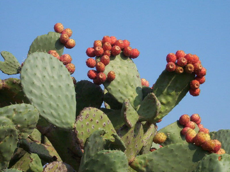 Opuntia ficus-indica (Prickly Pear)