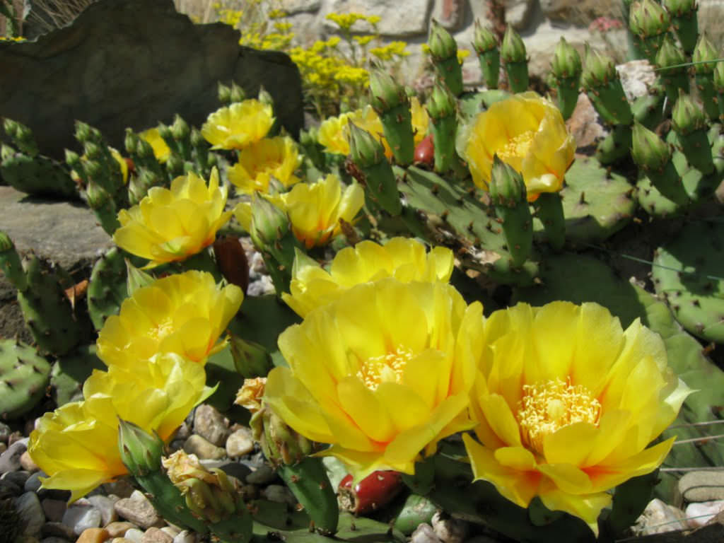 Opuntia humifusa (Eastern Prickly Pear)