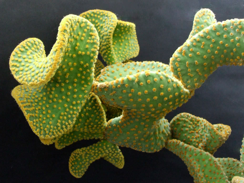 Opuntia microdasys var. pallida f. cristata