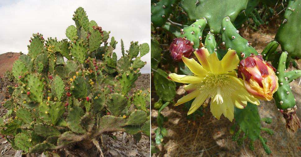 Opuntia monacantha (Drooping Prickly Pear)