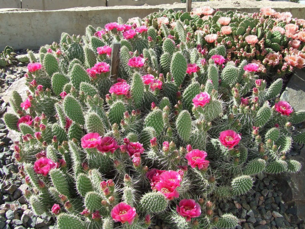 Opuntia polyacantha (Plains Prickly Pear)