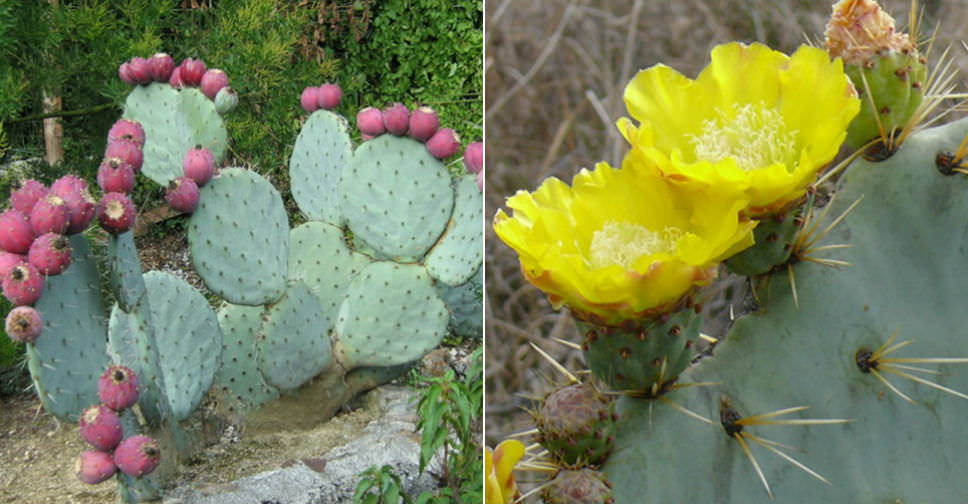 Opuntia robusta (Wheel Cactus)