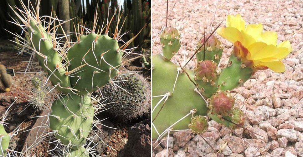 Opuntia sulphurea (Prickly Pear Cactus)