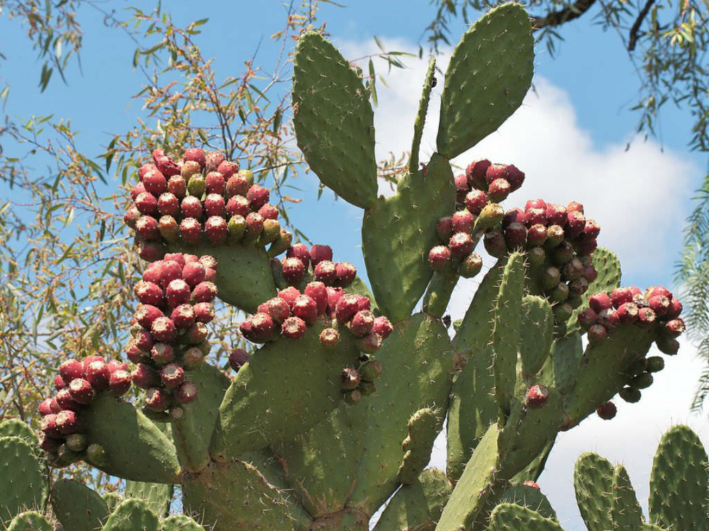 Opuntia tomentosa (Velvet Tree Pear)