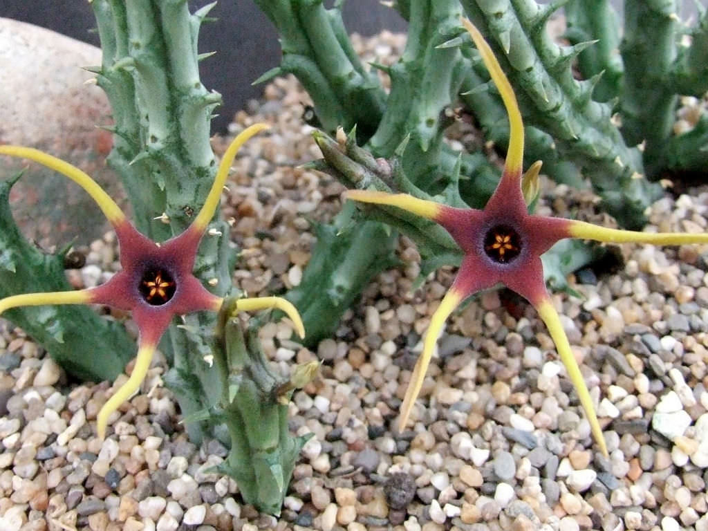 Orbea lugardii