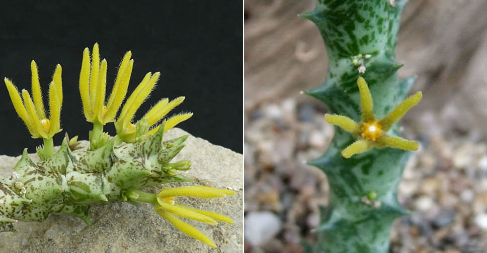 Orbea wissmannii subsp. parviloba