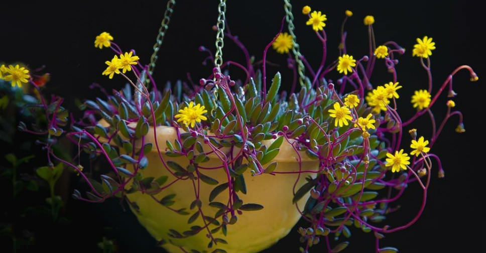 Othonna capensis ‘Ruby Necklace’