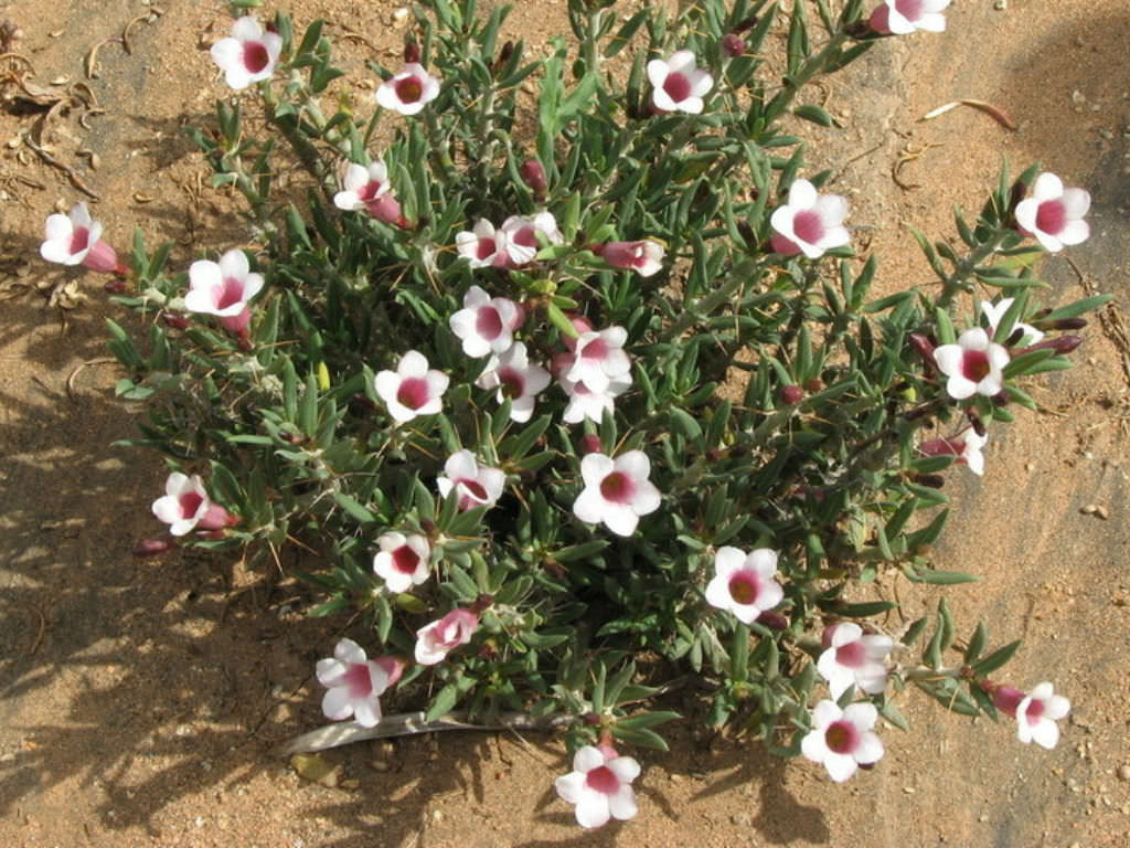 Pachypodium bispinosum