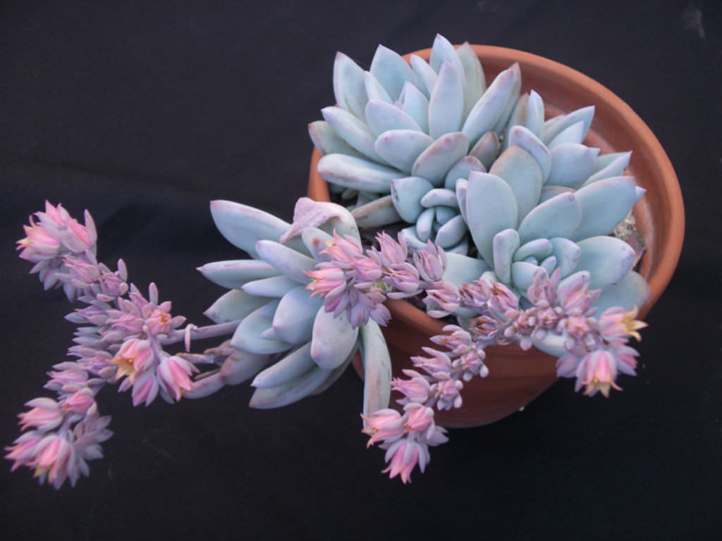 ×Pachyveria ‘Powder Puff’