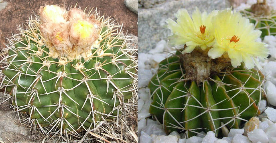 Parodia erinacea