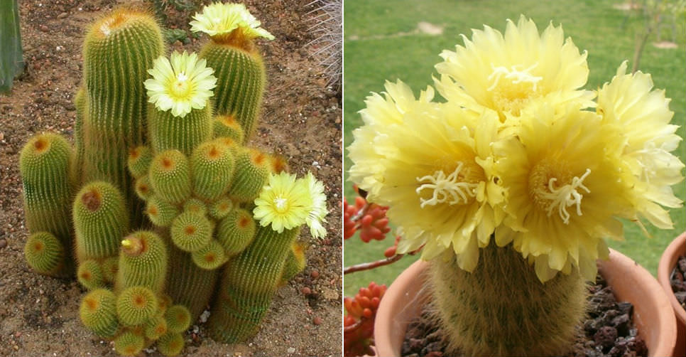 Parodia leninghausii (Yellow Tower Cactus)