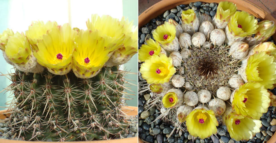 Parodia mammulosa (Tom Thumb Cactus)