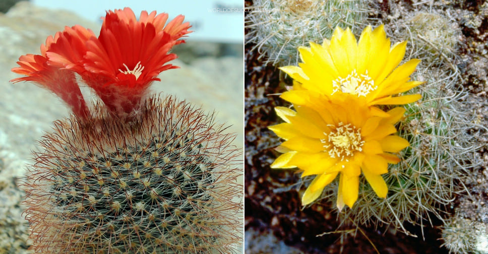 Parodia microsperma