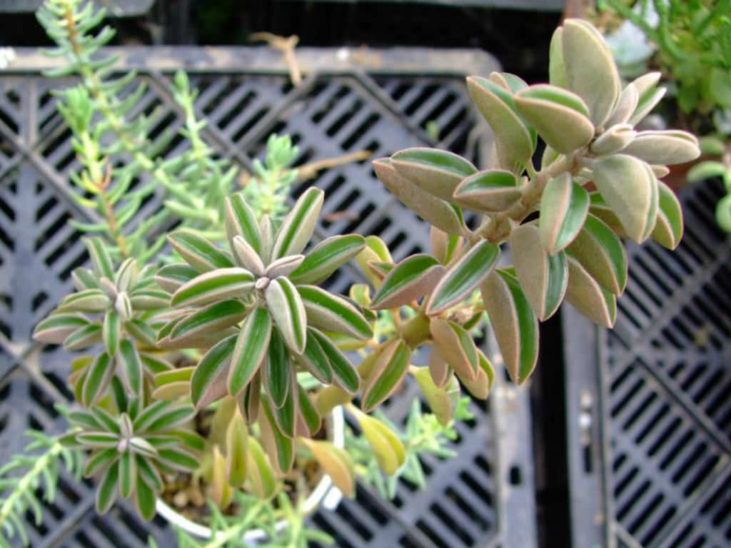 Peperomia asperula