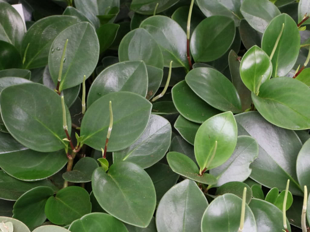 Peperomia obtusifolia (Baby Rubber Plant)