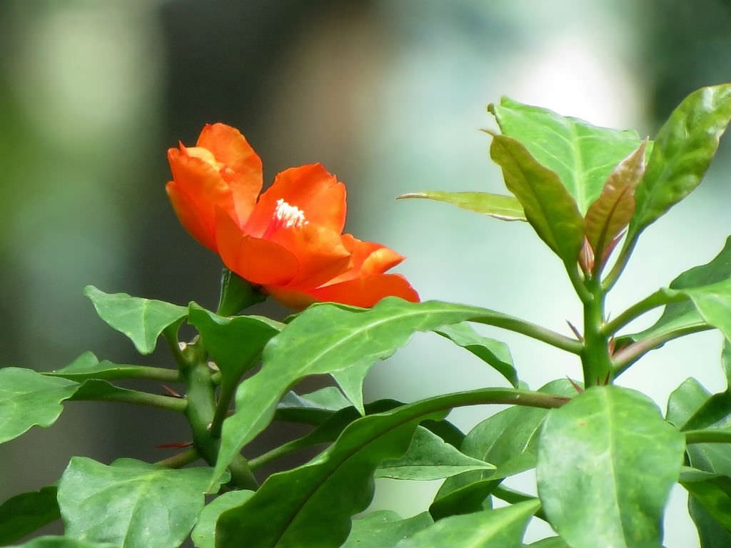 Pereskia bleo (Wax Rose)