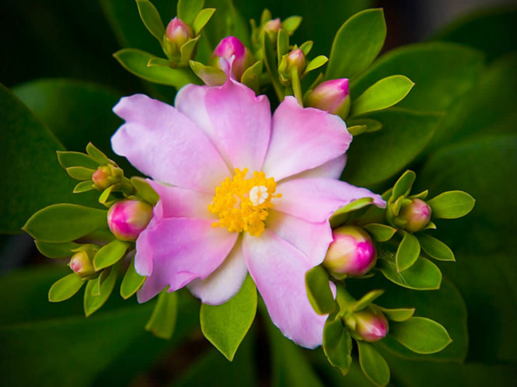 Pereskia grandifolia (Rose Cactus)