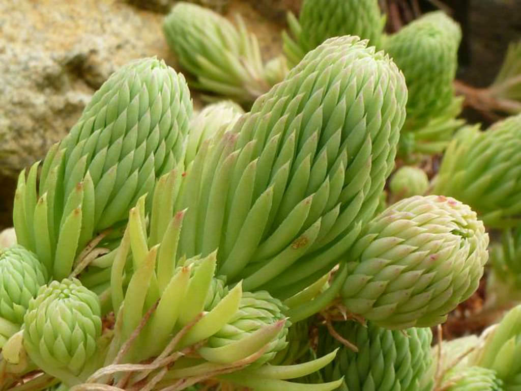 Petrosedum forsterianum (Rock Stonecrop)