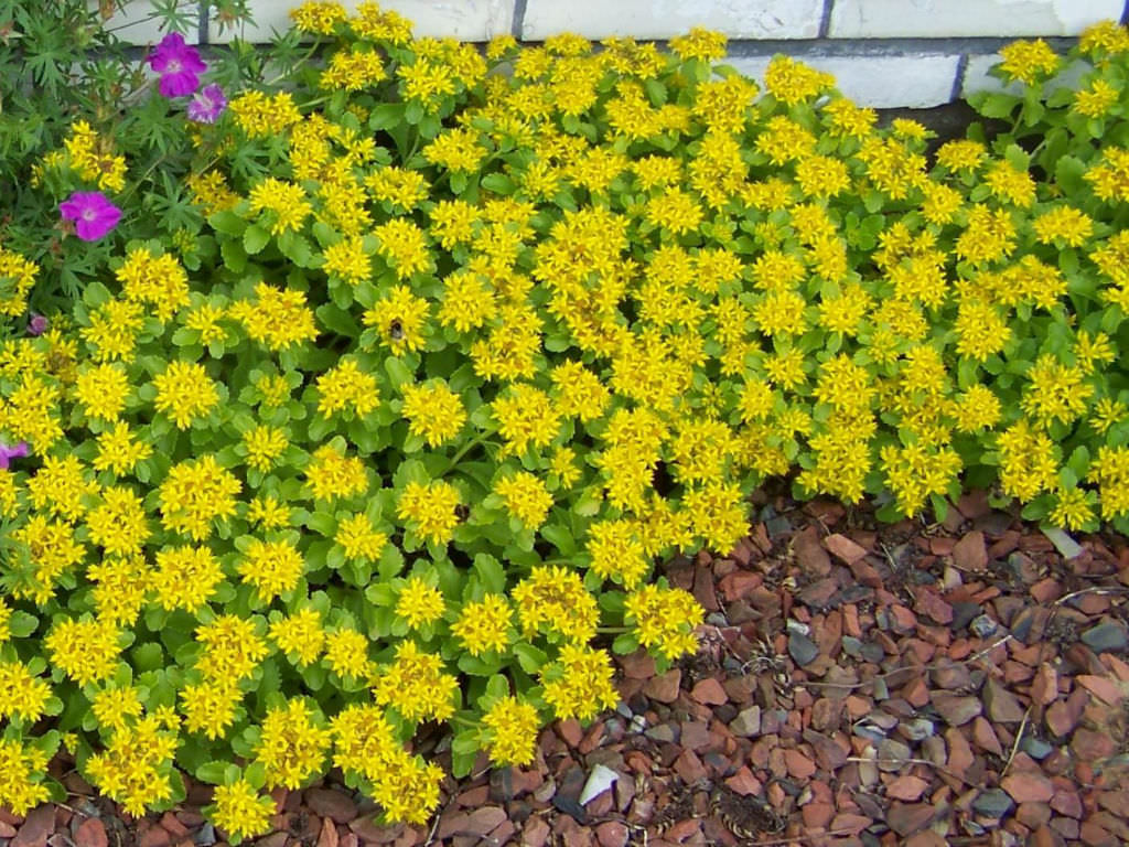 Phedimus kamtschaticus ‘Golden Carpet’ (Golden Russian Stonecrop)