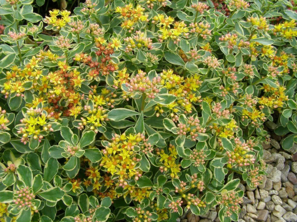 Phedimus kamtschaticus ‘Variegatum’ (Russian Stonecrop)