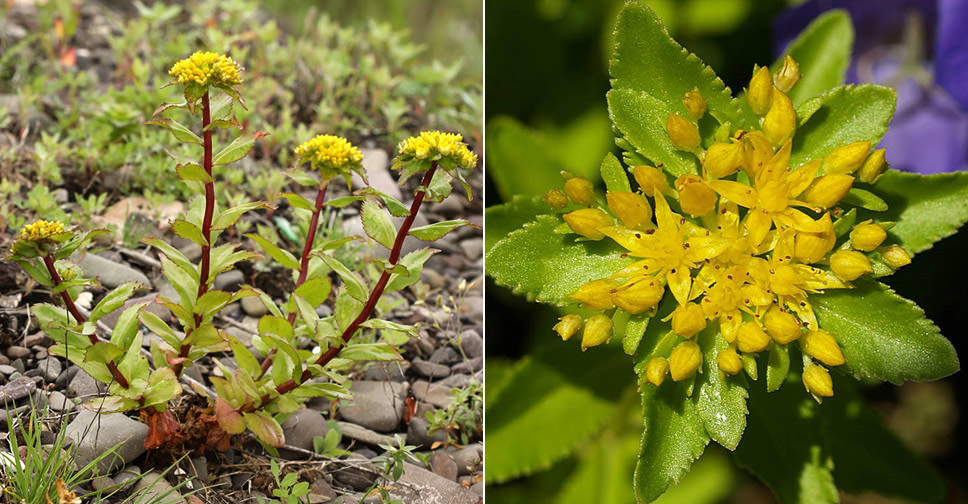 Phedimus litoralis (Popov Island Stonecrop)