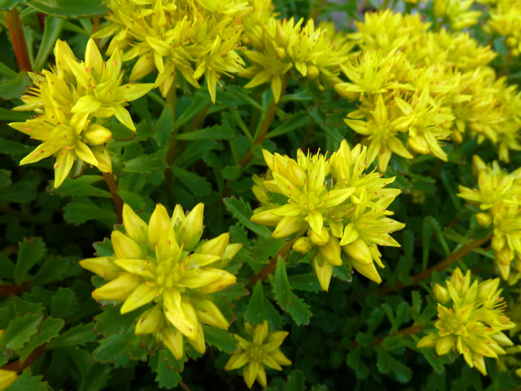 Phedimus middendorffianus (Middendorff’s Stonecrop)