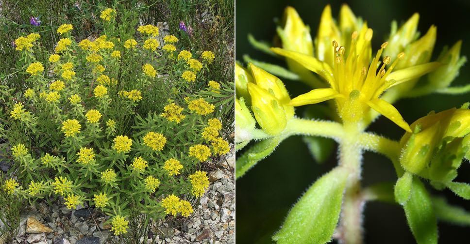 Phedimus selskanianus (Amur Stonecrop)