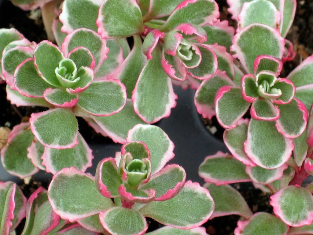 Phedimus spurius ‘Tricolor’ (Tricolor Stonecrop)