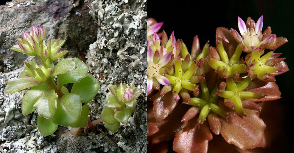 Phedimus stellatus (Starry Stonecrop)