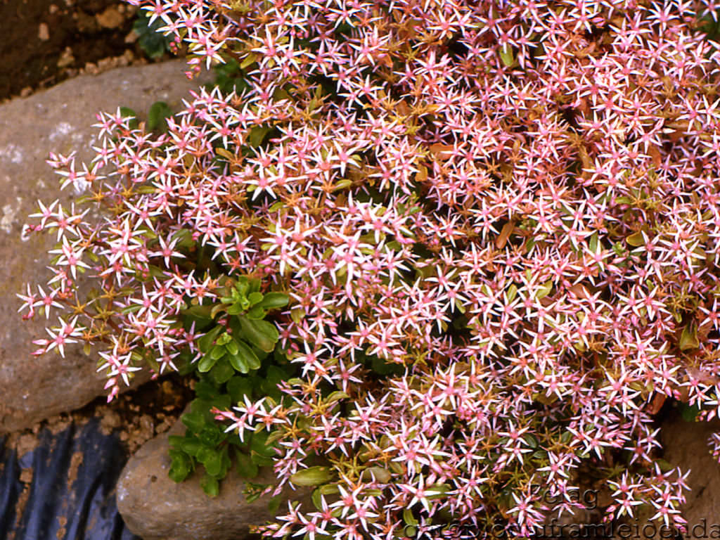 Phedimus stoloniferus (Stolon Stonecrop)