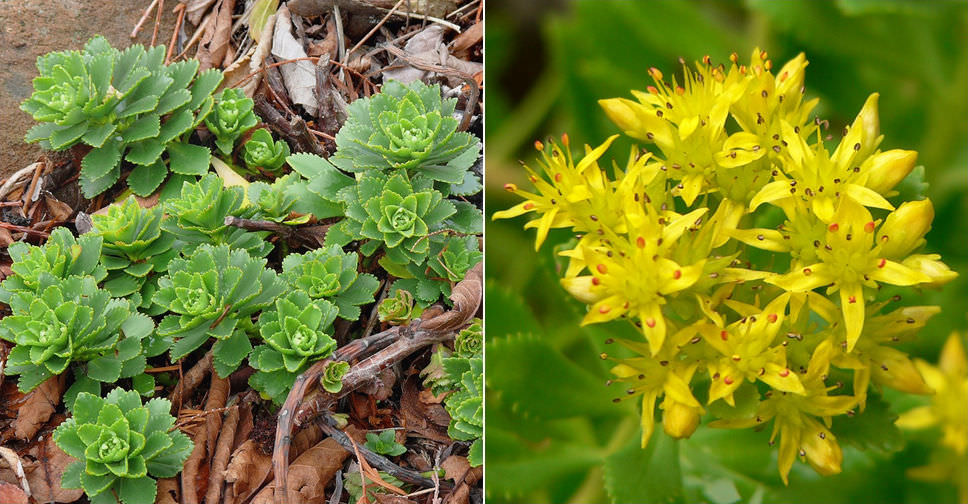 Phedimus takesimensis (Takeshima Stonecrop)