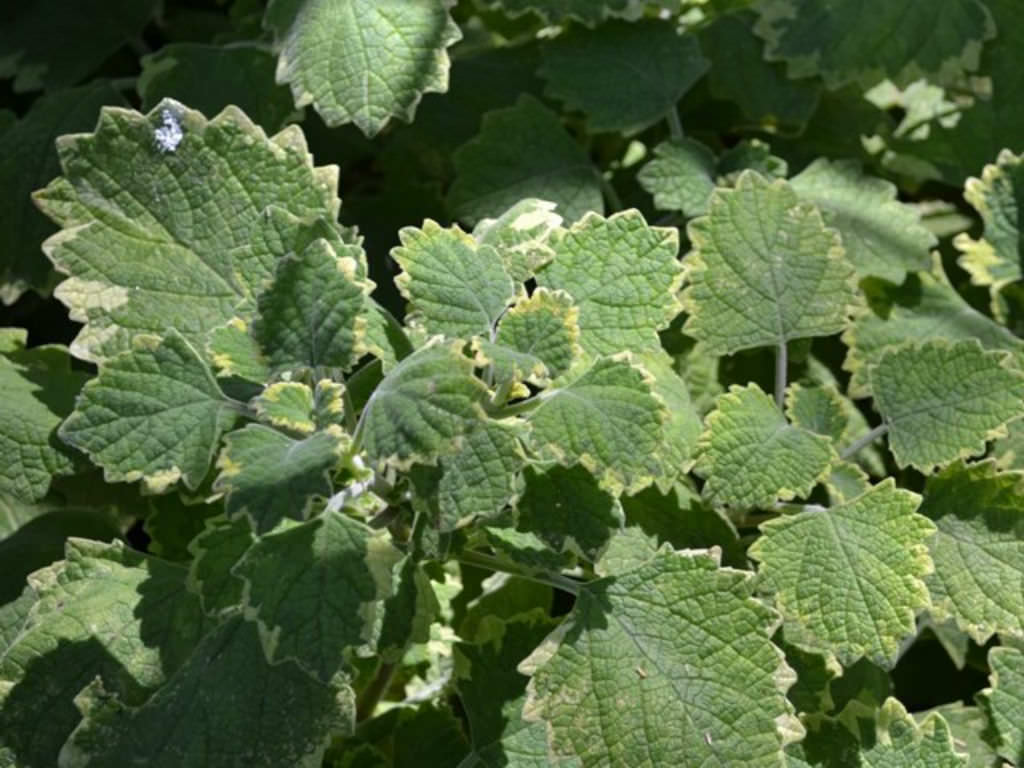 Plectranthus hadiensis (Hairy Spurflower)